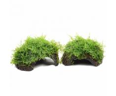 Set di piante per acquario Zooplants "Noce di cocco" - 2 mezze Noci di cocco