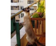 Trixie Filet de Protection Transparent 4 × 3 m pour Chat