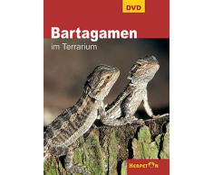 Bartagamen im Terrarium, 1 DVD