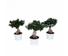 BONSAI FICUS GINSENG IN VASO A CAMPANA BIANCO 40 CM - H 70 CM