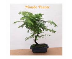 Bonsai Metasequoia Vaso blu 35cm