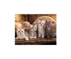 Zerbino Kitty (Marrone) - bpc living