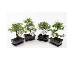 : 2 bonsai cinesi senza fertilizzante