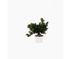 BONSAI FICUS GINSENG GIAPPONESE ESEMPLARE 'YOUR MAJESTY'