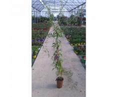 n.10 piante di lycium barbarum bacche di goji vaso 17 cm (foto reali pianta)