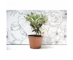 BONSAI ULIVO MEDITERRANEO IN VASO 14 CM - 2 ANNI