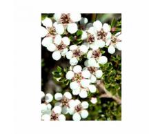 Pianta di leptospermum cespuglio di leptospermum giardino balcone vaso 7