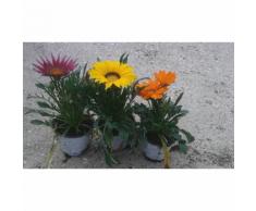 N. 8 PIANTE DI GAZANIA IN VASO CM14 (foto reali) colori assortiti