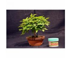 Zelkova serrata, Japanese zelkova 15 cm, bonsai giapponese