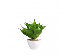 SuperStudio Pianta decorativa di plastica con vaso VISIMA -Da appendere- Multicolor