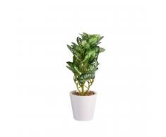 SuperStudio Pianta decorativa di plastica con vaso REDAR Multicolor
