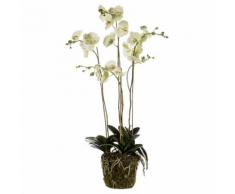 Emerald Orchidea Artificiale con Muschio Verde Chiaro 419148