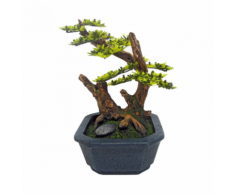 Amtra Japan Bonsai: Con Vaso