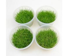 Piante In Vitro Cup Eleocharis Acicularis Mini - 12 Cup - prezzo top!