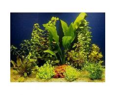 Set di piante acquatiche Zooplants per acquari di 80 cm - 10 piante in vaso