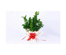 Bonsai 30 cm