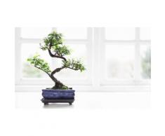 : Set di 2 bonsai cinesi con fertlizzante