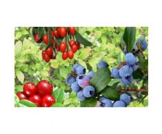 6 piante Superfruits