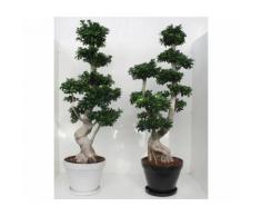 Bonsai esemplari