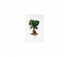 Bonsai
