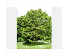Generic HOVENIA DULCIS O ALBERO DELL\'UVA PASSA (1 PIANTA)