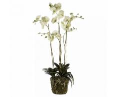 Emerald Orchidea Artificiale con Muschio Verde Chiaro 419148