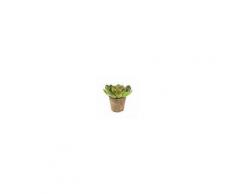 Kave Home Pianta succulenta echeveria artificiale Zelena