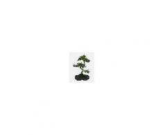 Interflora Bonsai Zelkova
