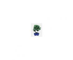 Interflora Pyracantha Bonsai