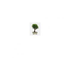 Interflora Bonsai Syzygium
