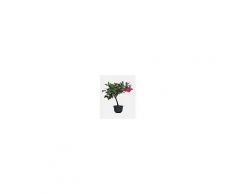 Interflora Camelia bonsai