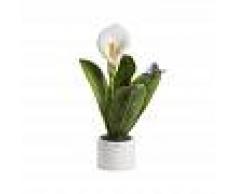 Gli Alberelli Pianta Piccola h 60 cm Decoro CALLA