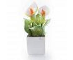 Gli Alberelli Pianta Quadra Grandissima h 34 cm Decoro CALLA