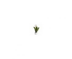 Gli Alberelli Pianta Piccola h 60 cm Decoro CALLA