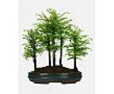 Interflora Bonsai Metasequoia Bosco