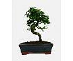 Interflora Bonsai Carmona