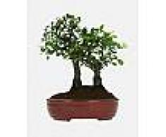 Interflora Bonsai in love