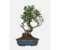 Interflora Bonsai Ficus