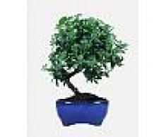 Interflora Pyracantha Bonsai