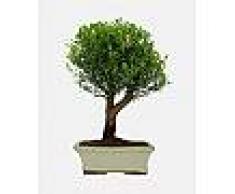 Interflora Bonsai Syzygium
