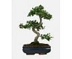 Interflora Bonsai Zelkova