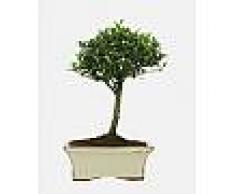 Interflora Ilex bonsai