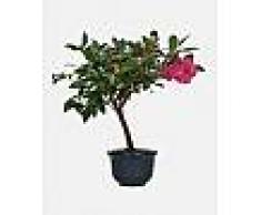 Interflora Camelia bonsai