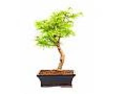 Interflora Bonsai Pseudolarix