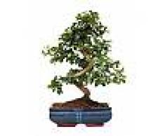 Interflora Bonsai Carmona
