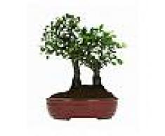 Interflora Bonsai in love