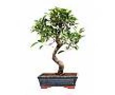 Interflora Ficus Retusa Bonsai