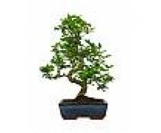 Interflora Bonsai Ligustrum Obtusifolium