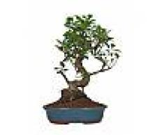 Interflora Bonsai Ficus