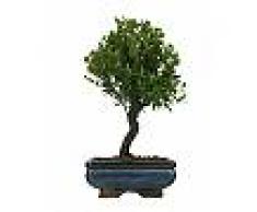 Interflora Bonsai Mirto